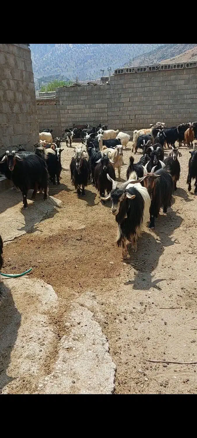 گله بز|حیوانات مزرعه|ناغان, |دیوار