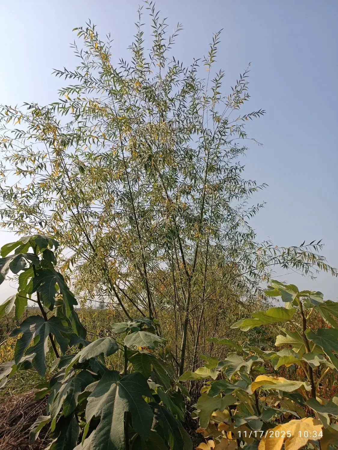 نهال حراج|گل و گیاه طبیعی|خان ببین, |دیوار