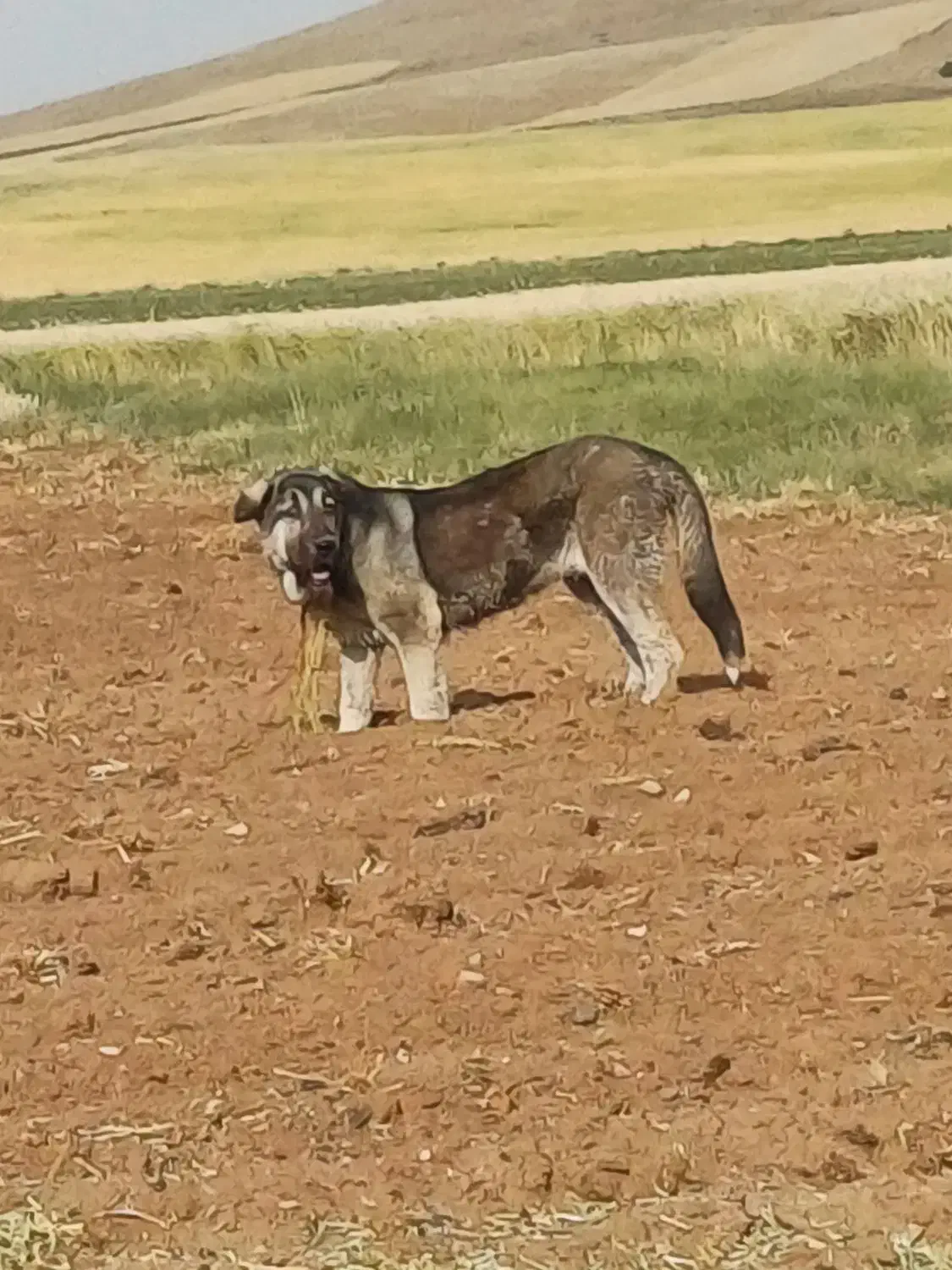 پژدر اصل توله کول کوله|سگ|دهگلان, |دیوار