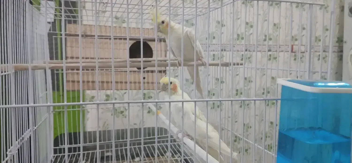 (بالغ) عروس هلند|پرنده|زابل, |دیوار