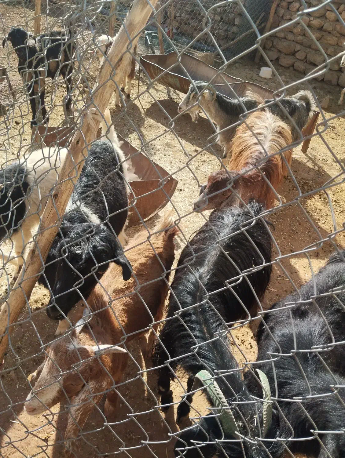 فروش بز وبزغاله|حیوانات مزرعه|دره شهر, |دیوار