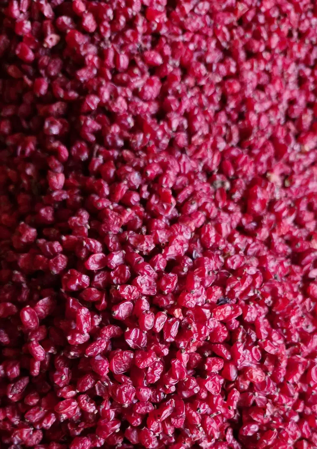 فروش زرشک|خوردنی و آشامیدنی|سده (خراسان جنوبی), |دیوار