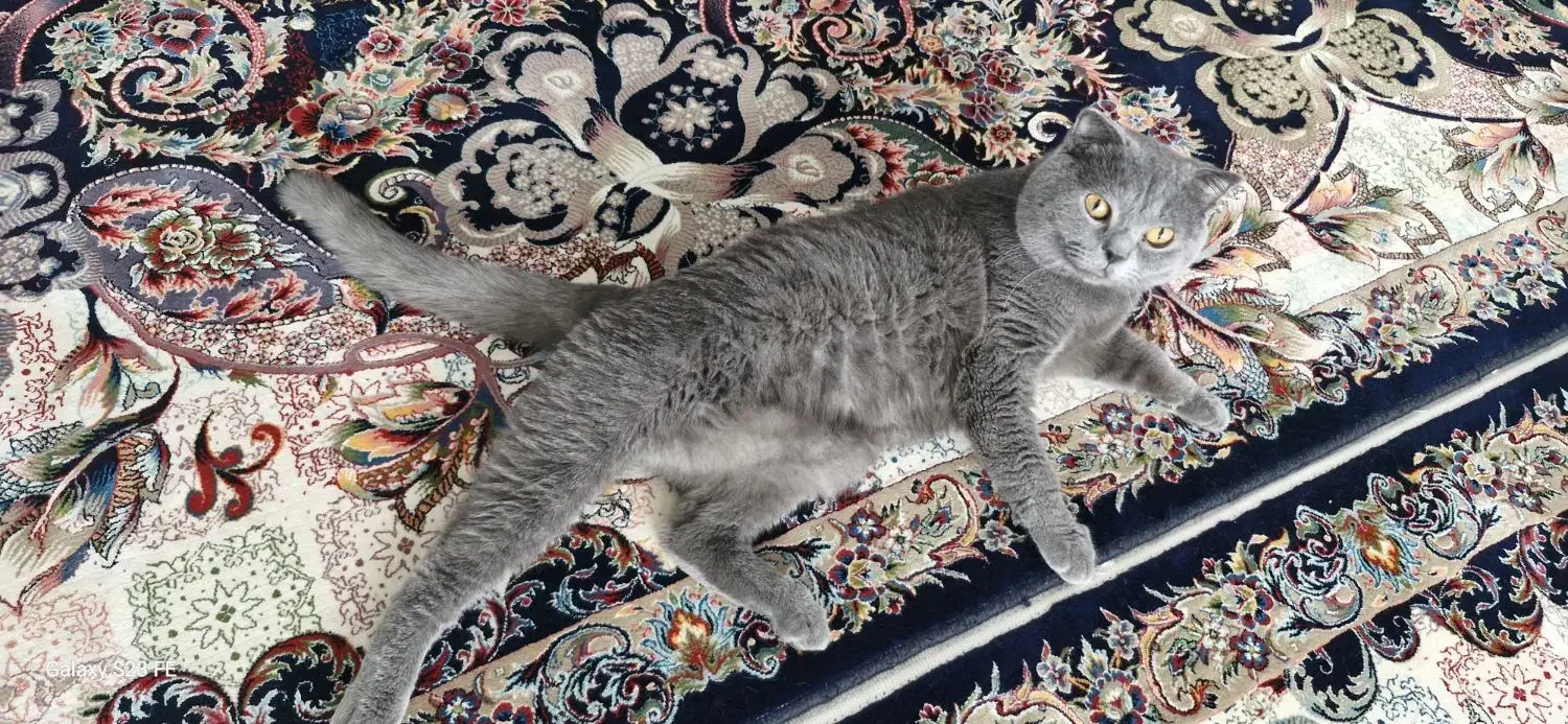 گربه خانگی اسکاتیش خالص|گربه|الوند, |دیوار