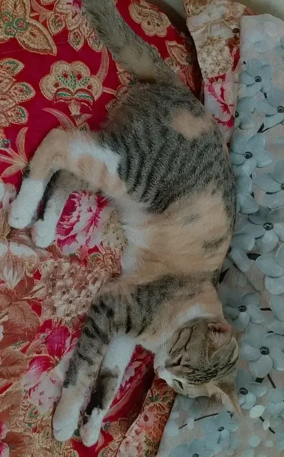 گربه گمشده|حیوانات|بهبهان, |دیوار