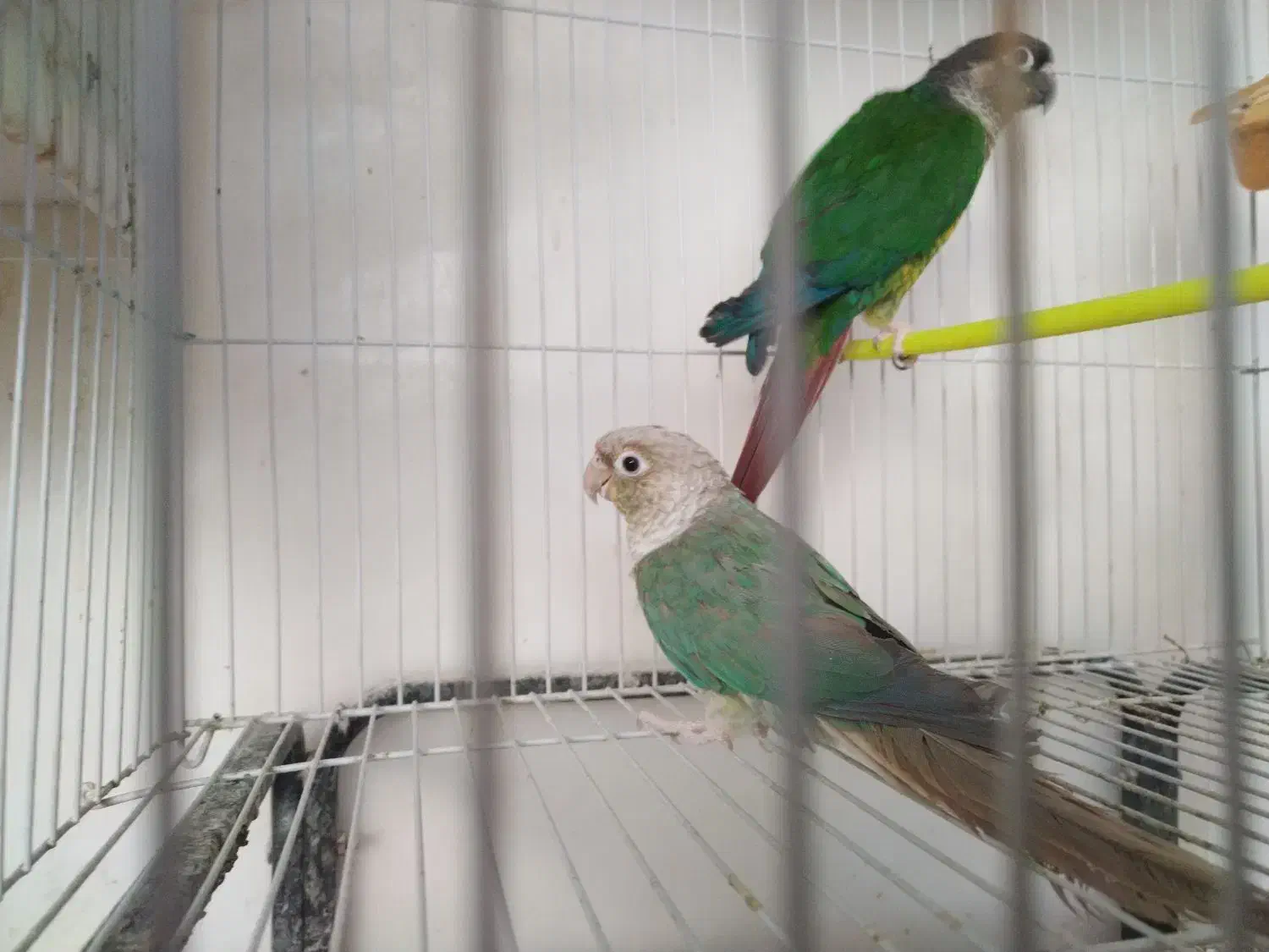 گرینچیک معاوضه ردچیک. خورشیدی شاهطوطی ملنگو|پرنده|مشهد, شهید قربانی|دیوار