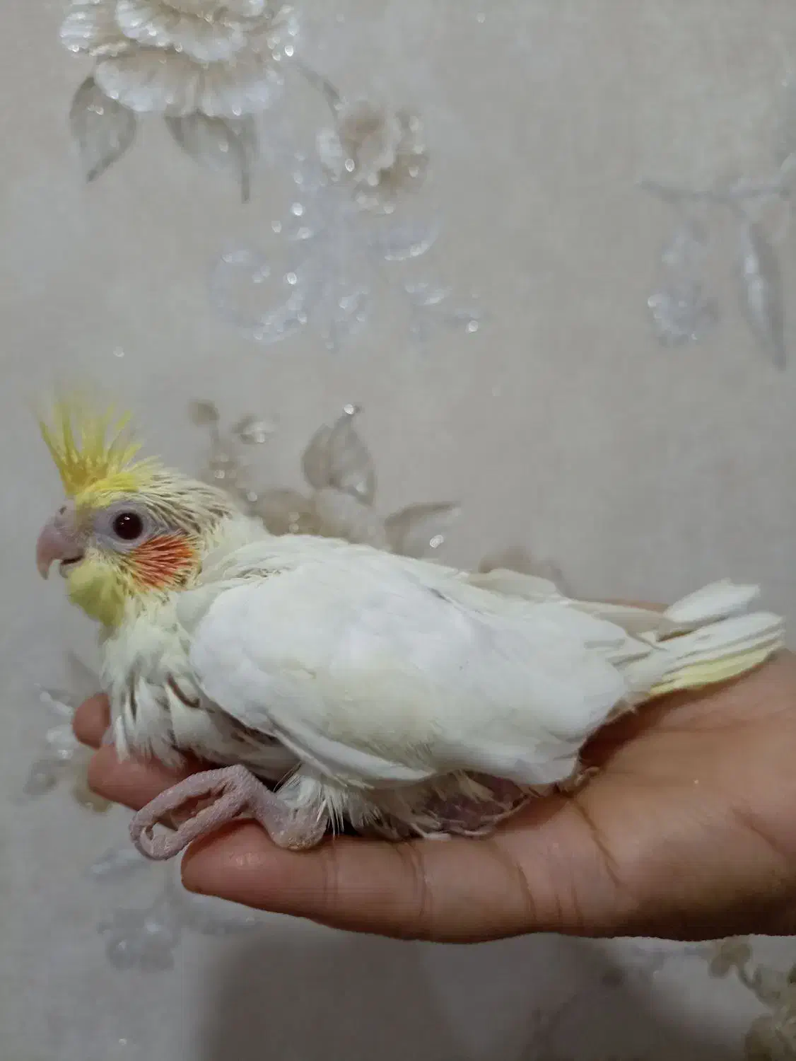 جوجه عروس هلندی سرلاکی|پرنده|بندر ماهشهر, |دیوار