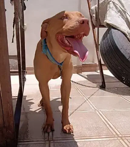 پیتبول ماده|سگ|سیرجان, |دیوار