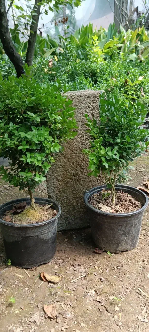 شمشاد توپی|گل و گیاه طبیعی|آمل, |دیوار