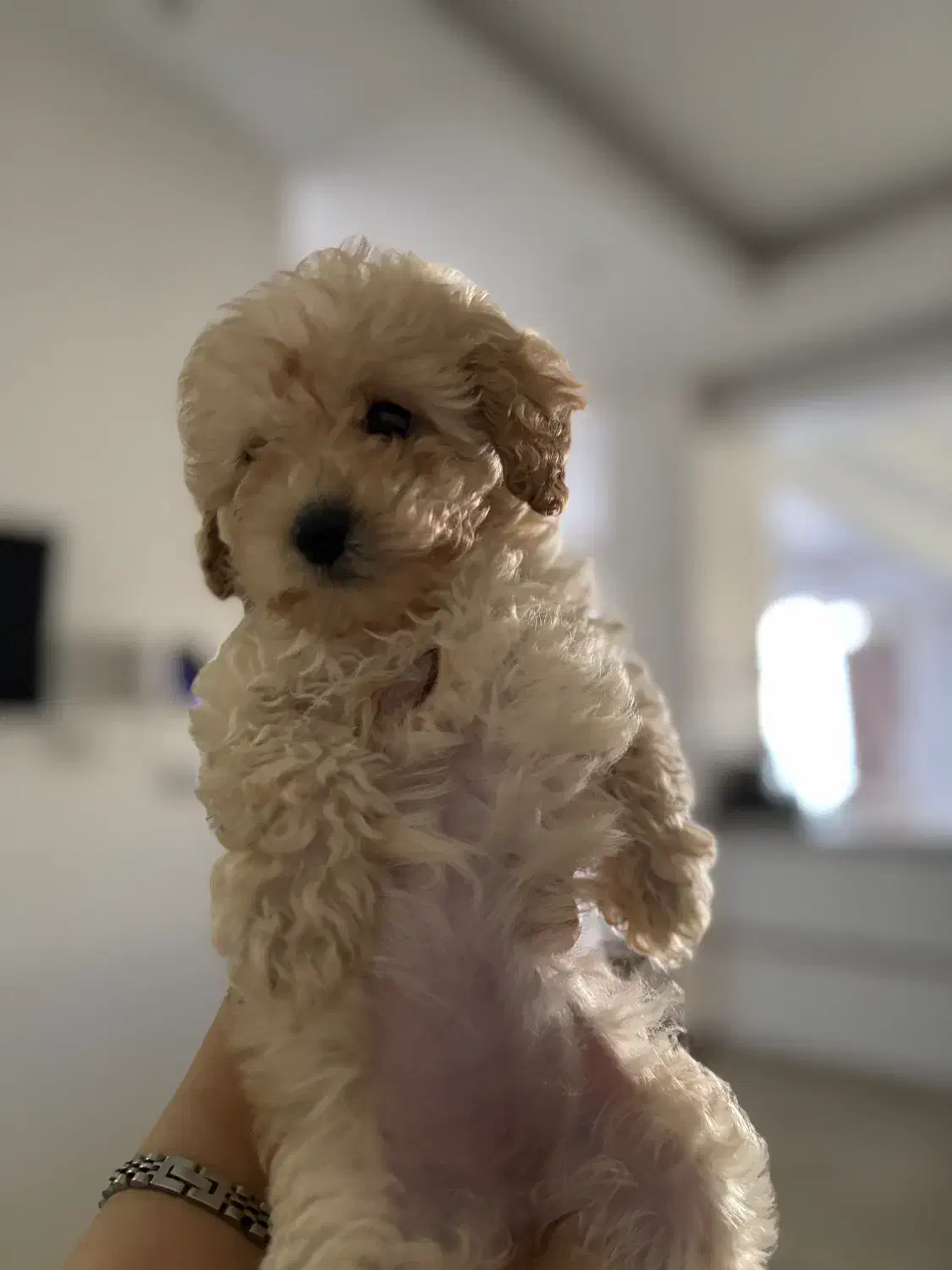 سگ پودل|سگ|تهران, تهرانپارس جنوبی|دیوار