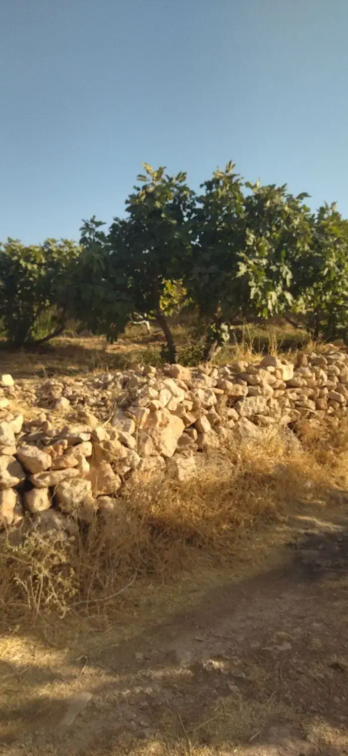 باغ|فروش دفتر صنعتی، کشاورزی، تجاری|دالاهو, |دیوار