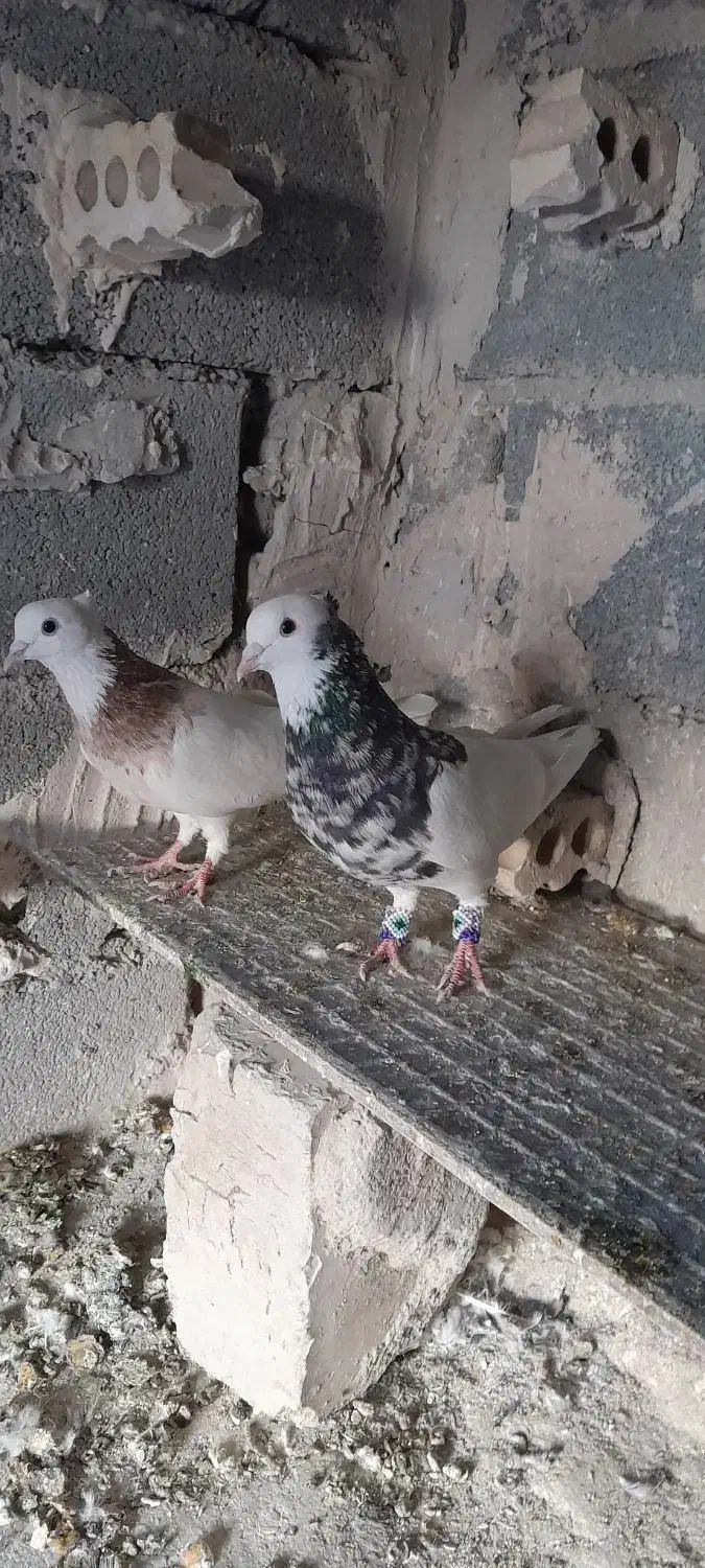 طوقی|پرنده|شیروان (خراسان), |دیوار