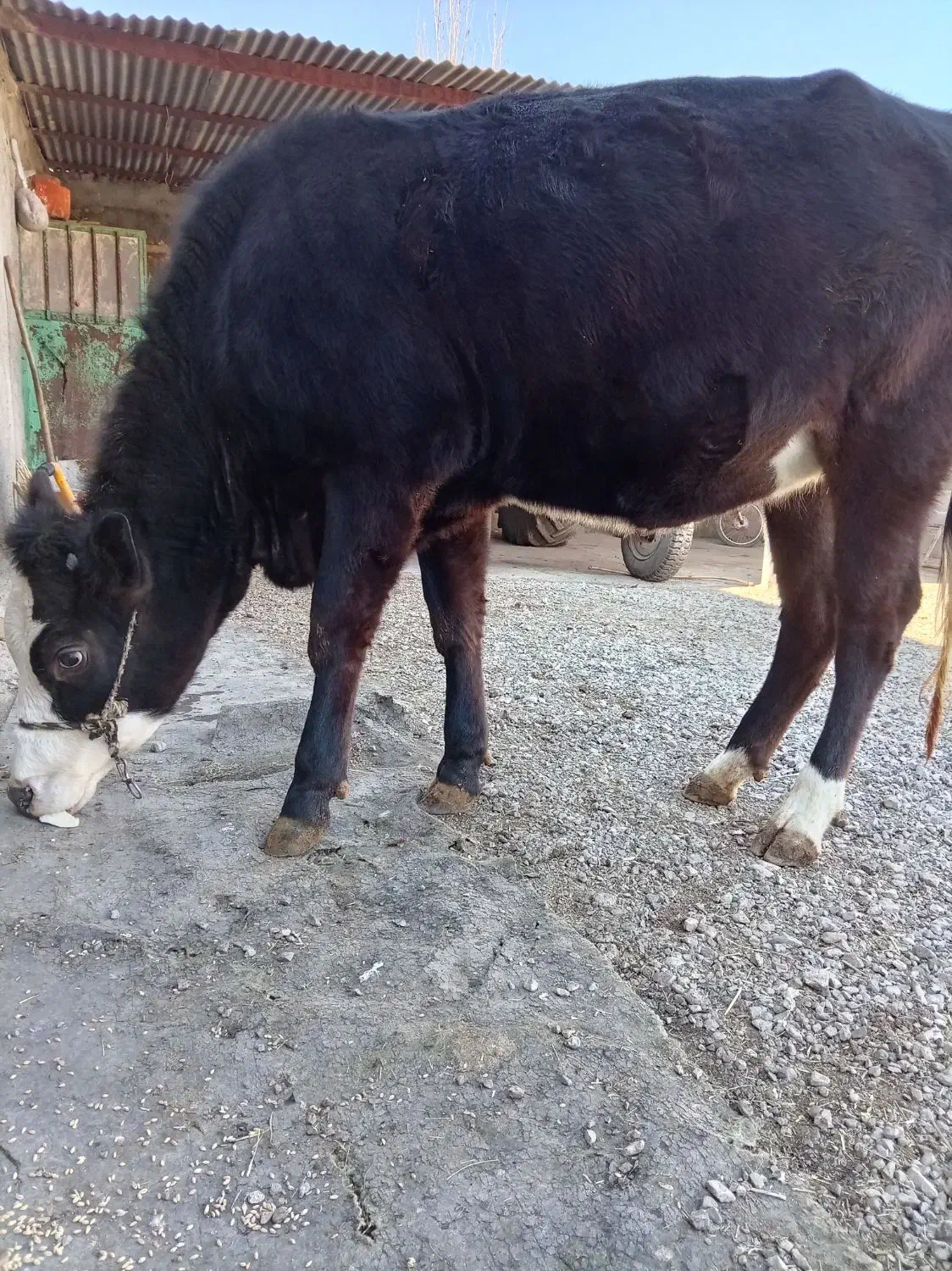 گوساله ماده آبستن|حیوانات مزرعه|دینور, |دیوار