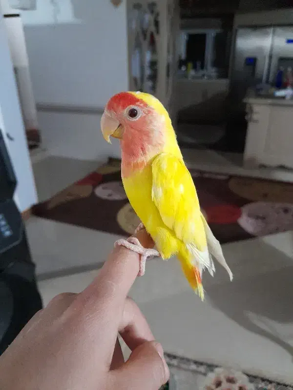 طوطی‌برزیلی|پرنده|بوئین زهرا, |دیوار