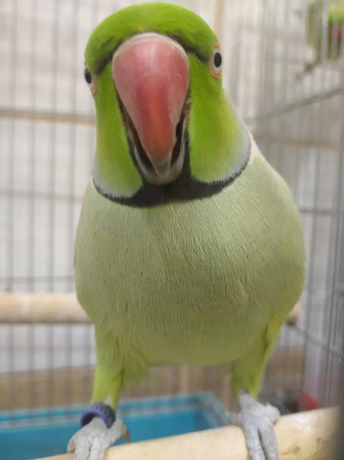 ملنگو عروس هلندی گیرین چیک فنچ مرغ عشق|پرنده|خمینیشهر, |دیوار