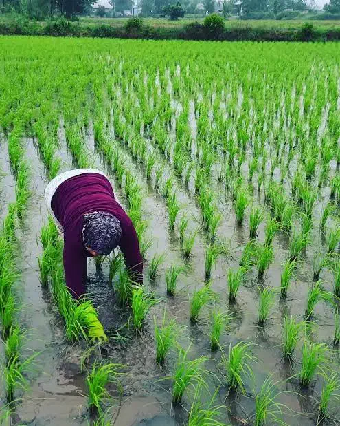 ۲۲۲۰ متر مزرعه تسطیع شده پرمحصول / کلیمان|فروش زمین و ملک کلنگی|رضوانشهر, |دیوار