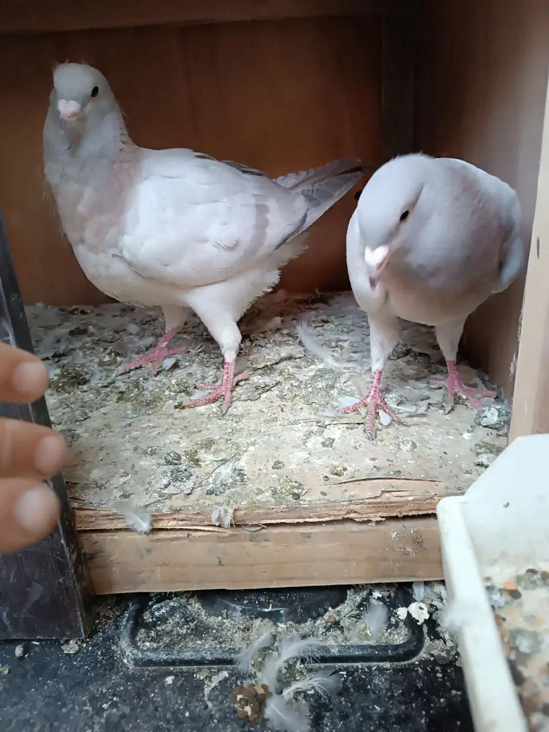 کفتر ریحان|پرنده|باقرشهر, |دیوار