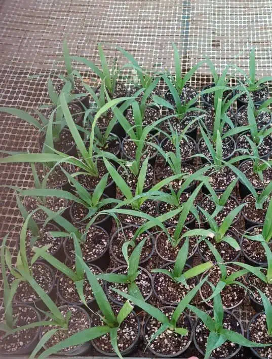 نهال آناناس خوراکی|گل و گیاه طبیعی|شاهرود, |دیوار