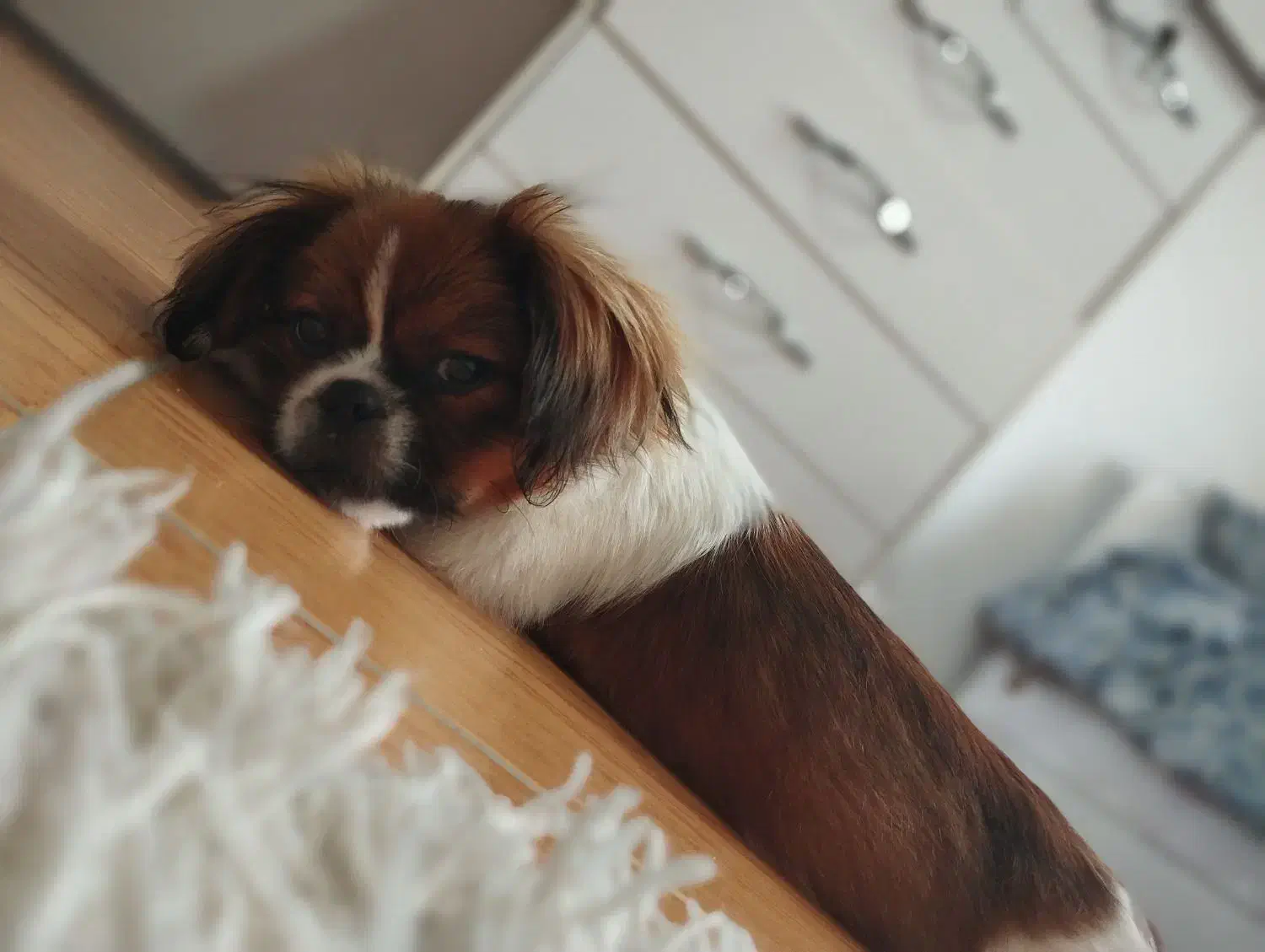 سگ نژاد پیکینیز|سگ|آستارا, |دیوار