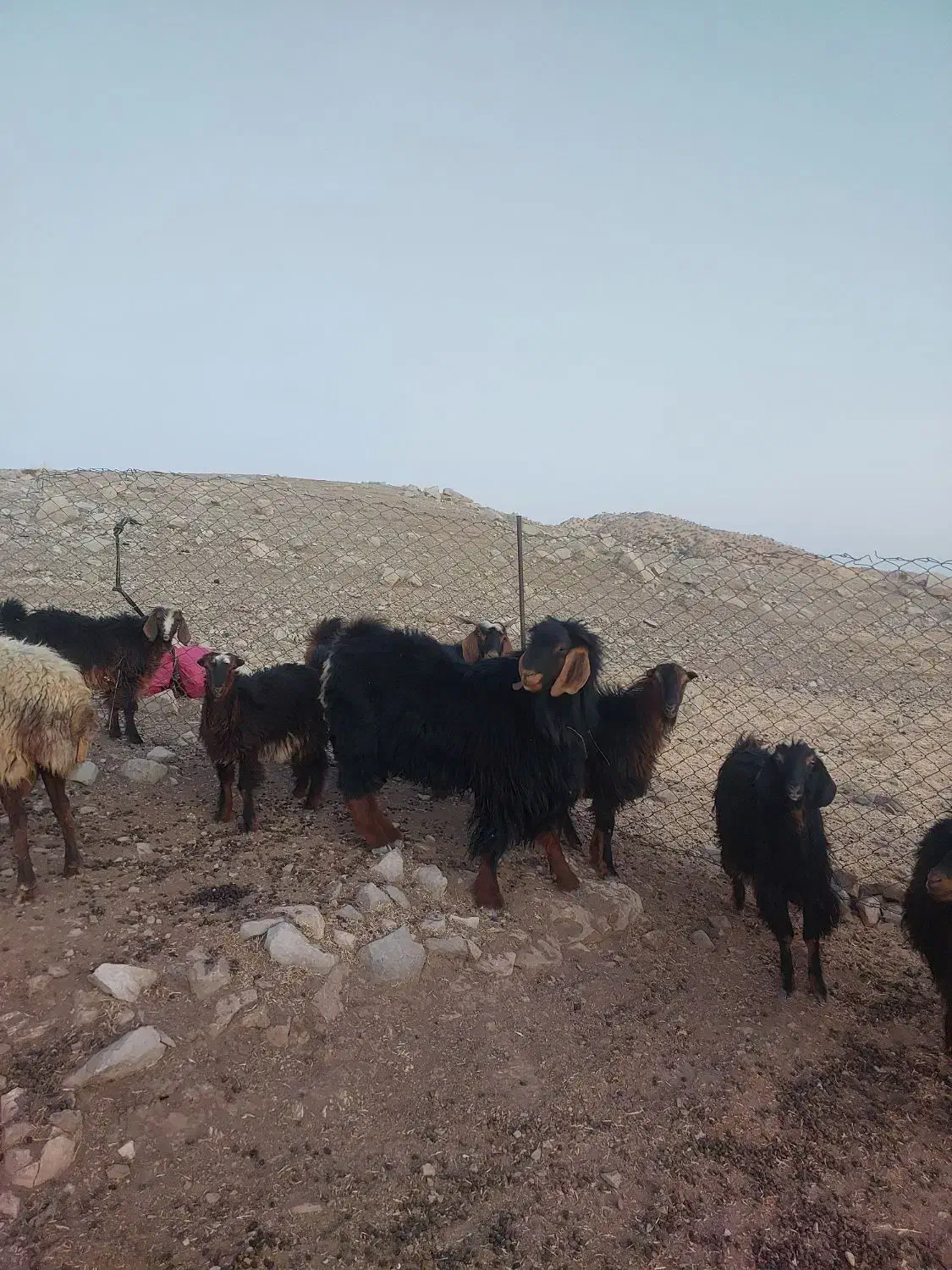 بز نر ، ساورین|حیوانات مزرعه|بولی, |دیوار