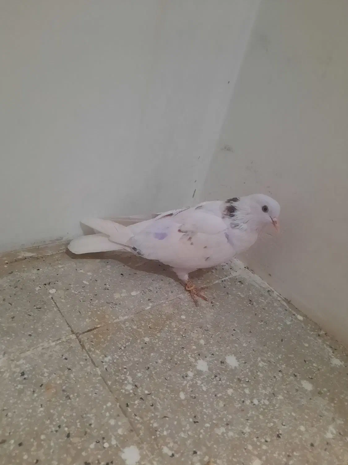 کفتر یا کبوتر یک جفت|پرنده|تهران, شمیران‌نو|دیوار