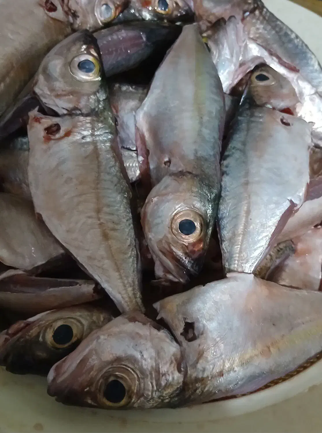 ماهی|خوردنی و آشامیدنی|داراب, |دیوار