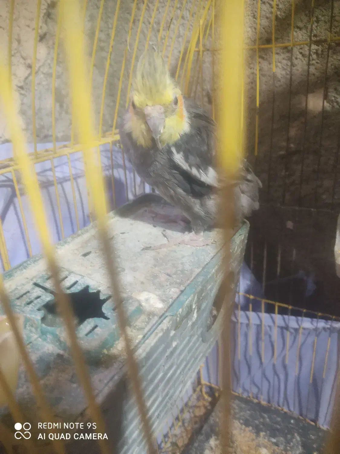 عروس معاوضه|پرنده|خاش, |دیوار