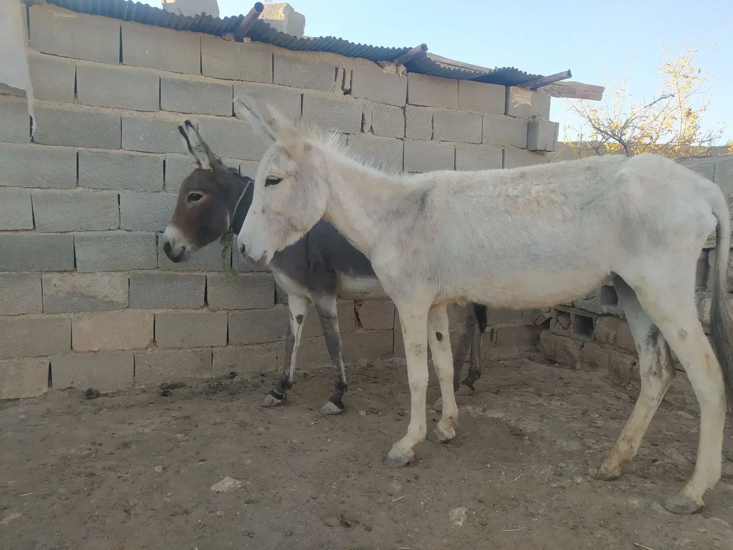دو عدد الاغ ماده ، گله ای ، باری|حیوانات مزرعه|شیراز, داریون|دیوار