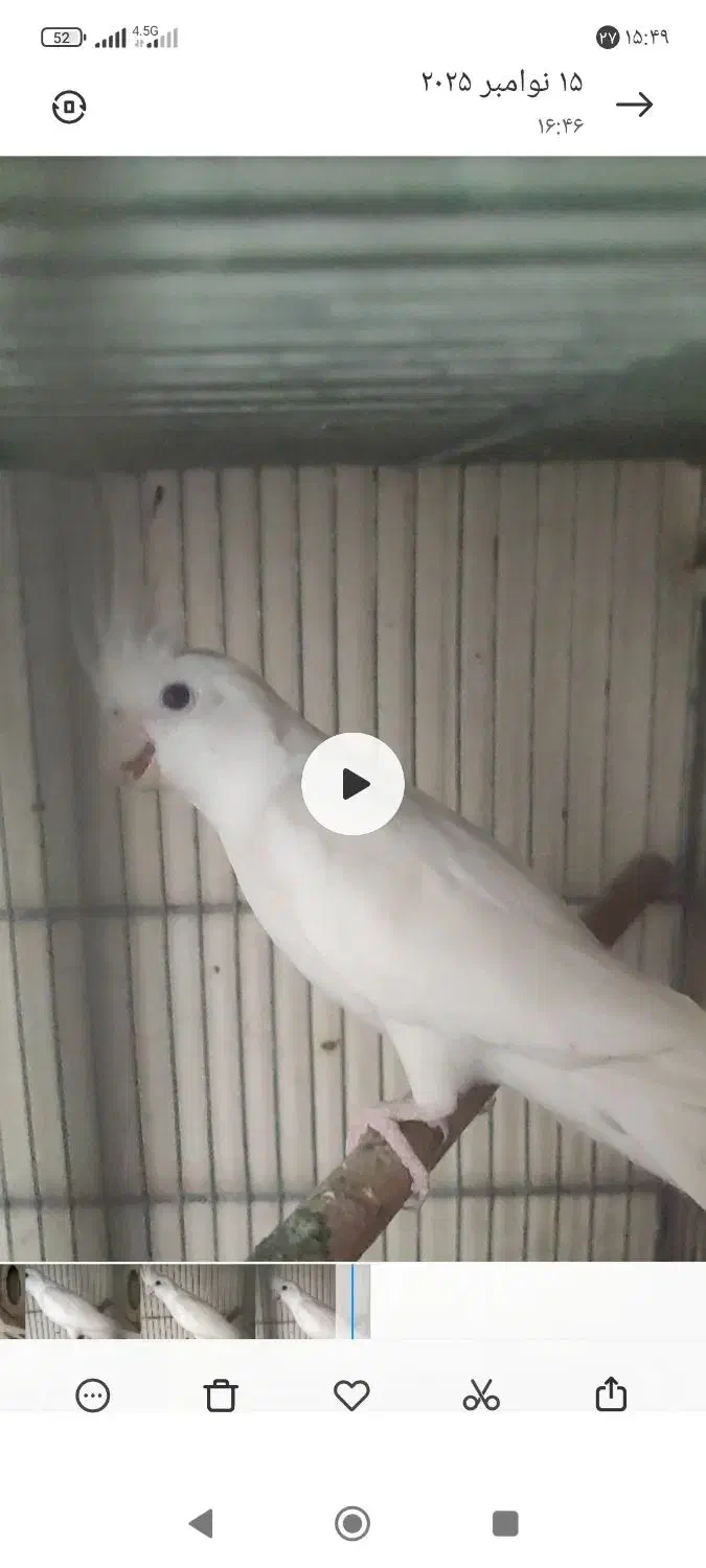 پرنده عروس هلندی البینو نر|پرنده|عسلویه, |دیوار