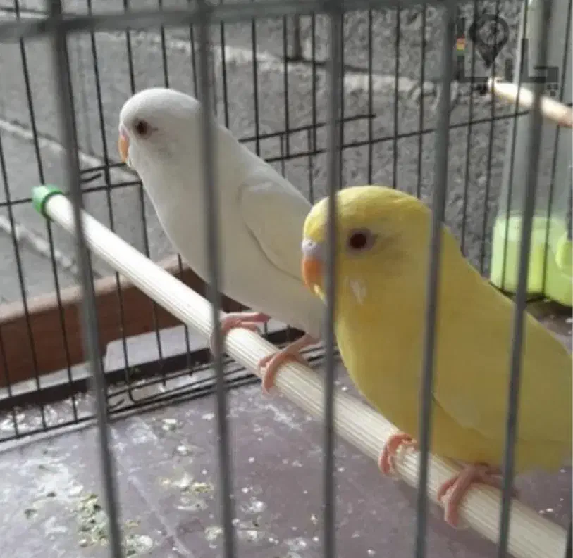 یک جفت مرغ عشق هلندی چشم قرمز|پرنده|رفسنجان, |دیوار