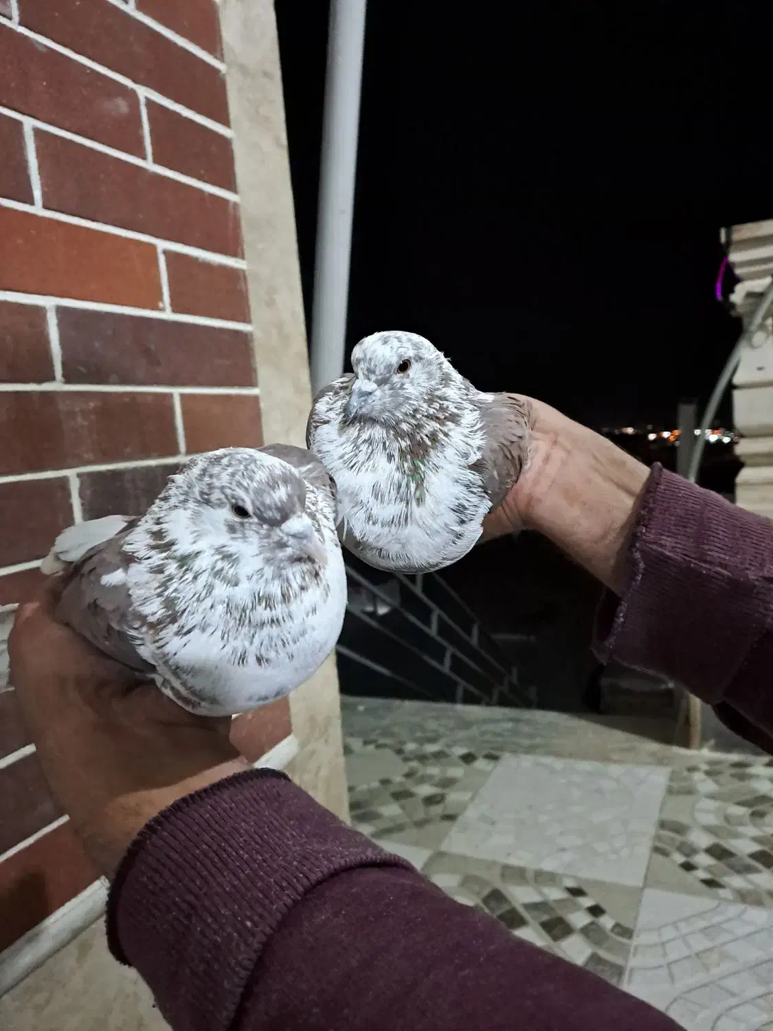 کبوتر پرشی|پرنده|بافت, |دیوار