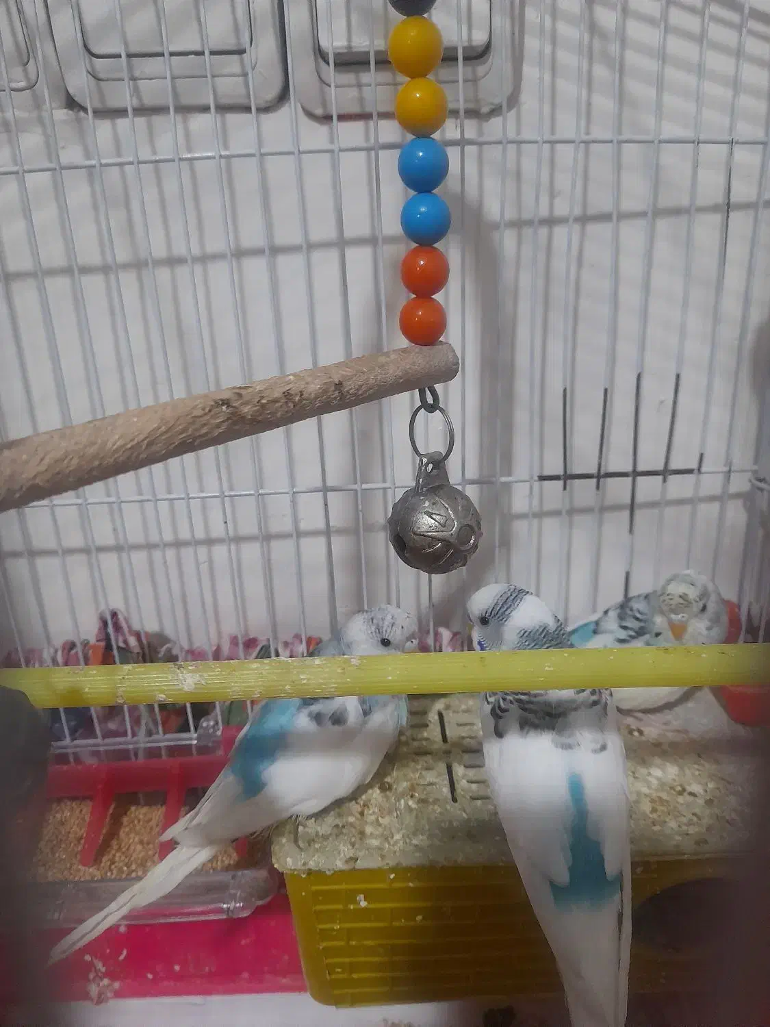 مرغ عشق|پرنده|نسیم‌شهر, |دیوار