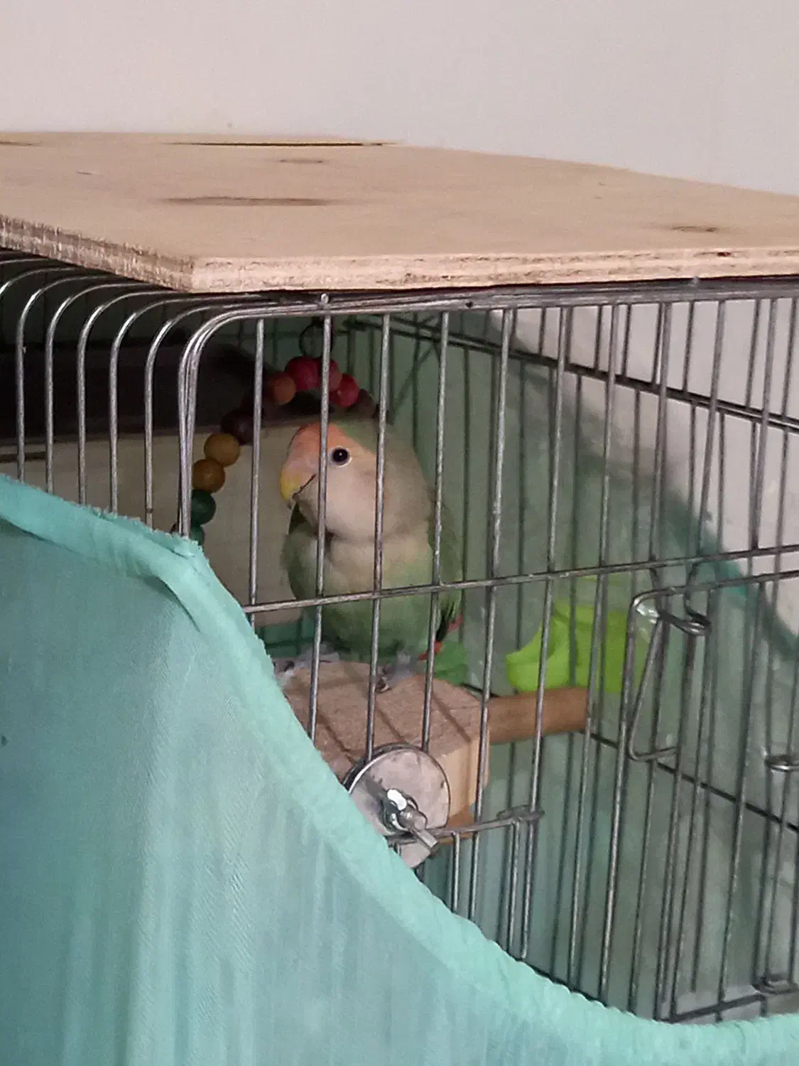 دو طوطی برزیلی|پرنده|فردیس, شهرک شهید حسینی|دیوار