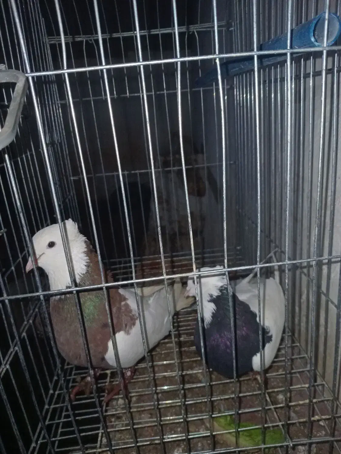 کبوتر جفتی|پرنده|بجنورد, |دیوار