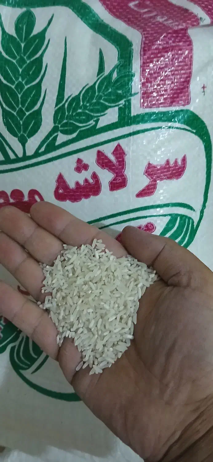 کشت دوم برنج فوق‌العاده ۲۸۵ت سرلاشه ۱۷۵ هاشمی|خوردنی و آشامیدنی|بابکان, |دیوار