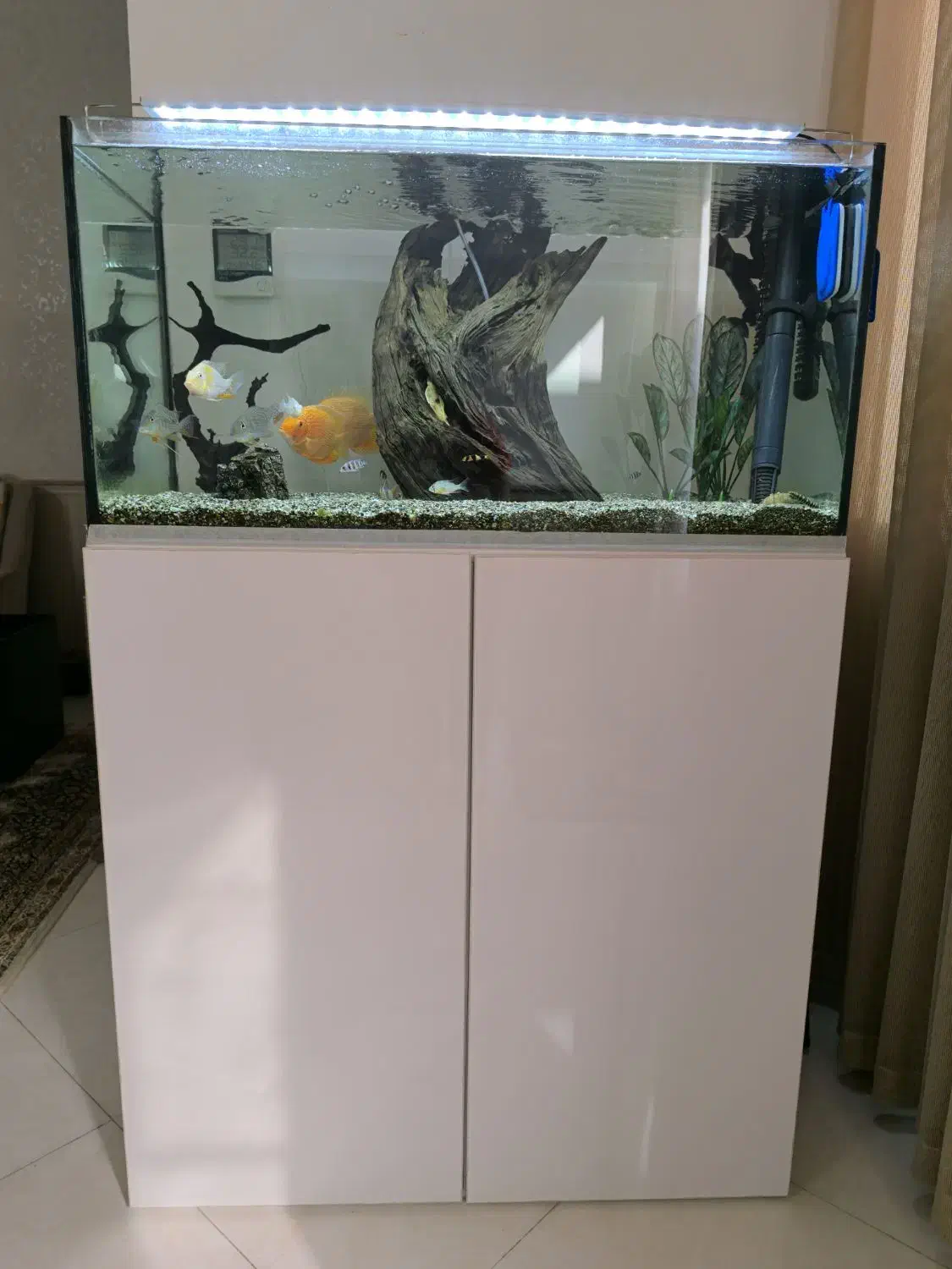 آکواریوم|ماهی|قم, شهدا|دیوار