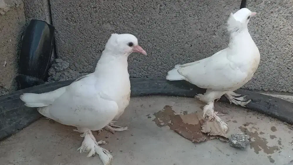 جوجه گره|پرنده|میناب, |دیوار