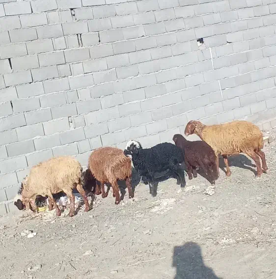میش و بره|حیوانات مزرعه|مشهد, کلاته برفی|دیوار