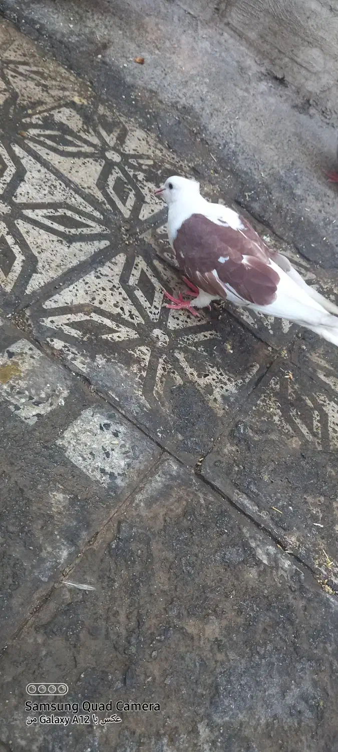 سه عدد کفتر سالم فروش فوری|پرنده|ملایر, |دیوار