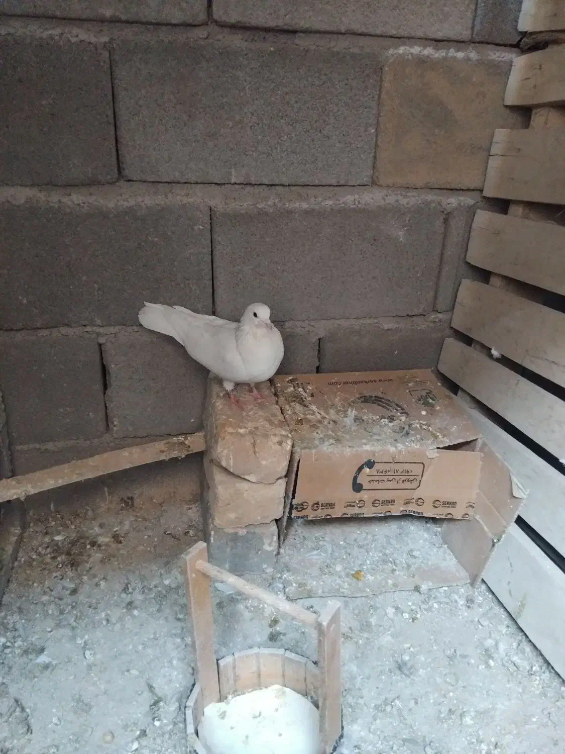 حراج|حراج|ساوه, |دیوار