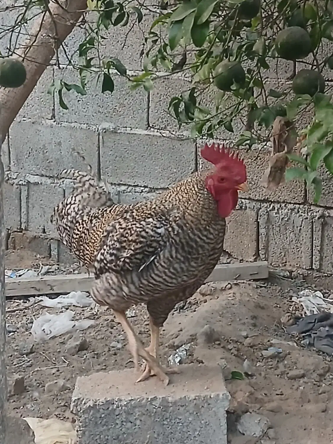 میلورم  و مرغ وخروس|حیوانات مزرعه|بوشهر, |دیوار