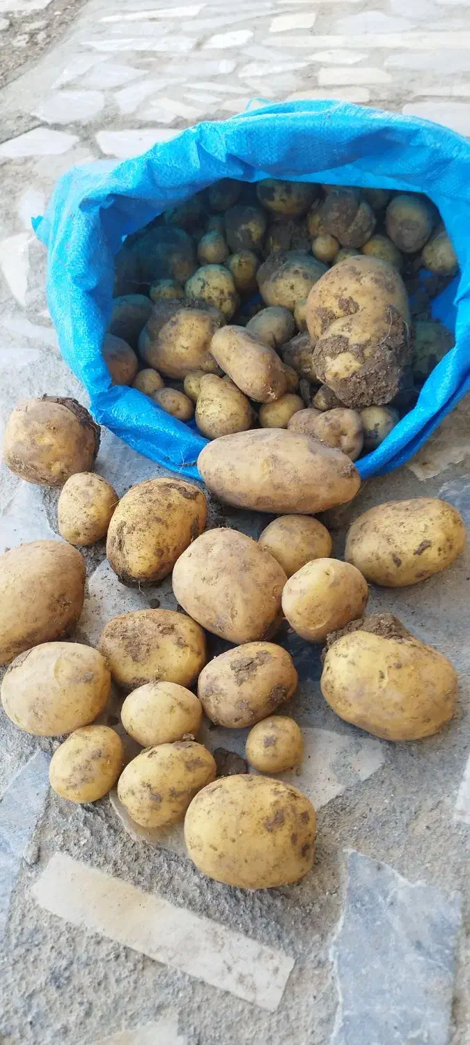 سیب زمینی|حراج|نهاوند, |دیوار