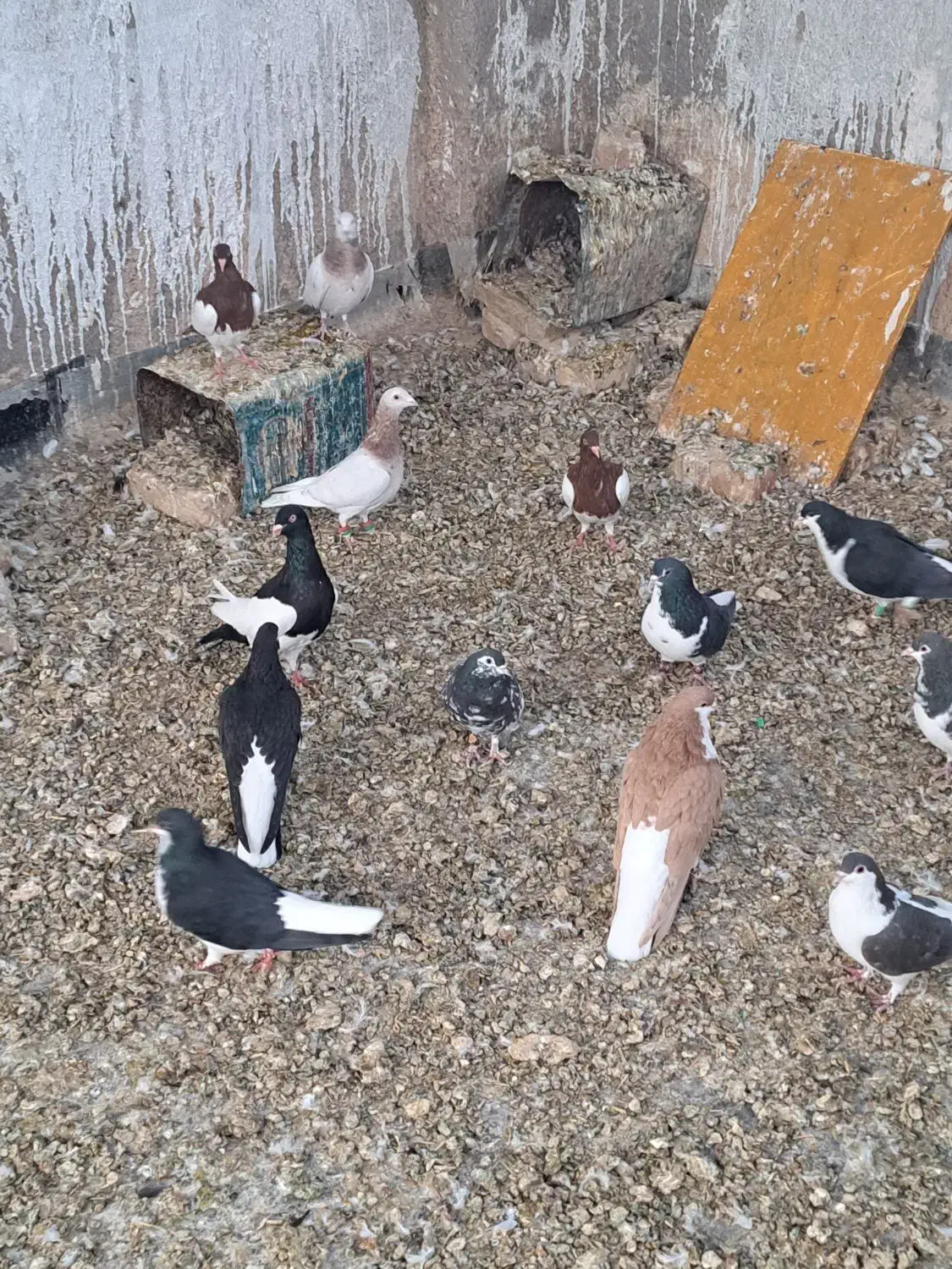 یهودیسرخوهفترنگ|پرنده|فرح دشت, |دیوار