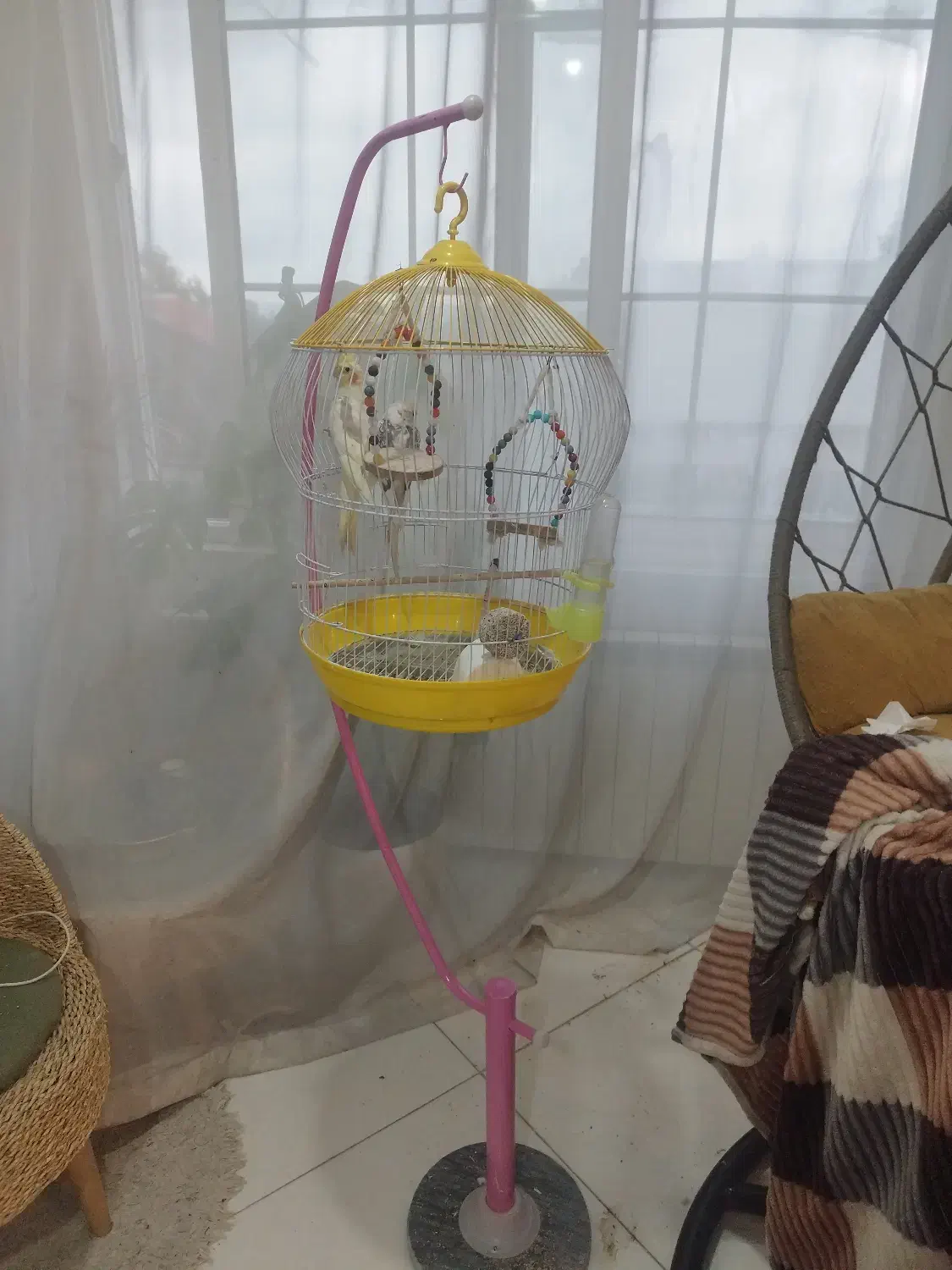 فروش عروس هلندی ، نر و ماده (جفت)|پرنده|آستارا, |دیوار