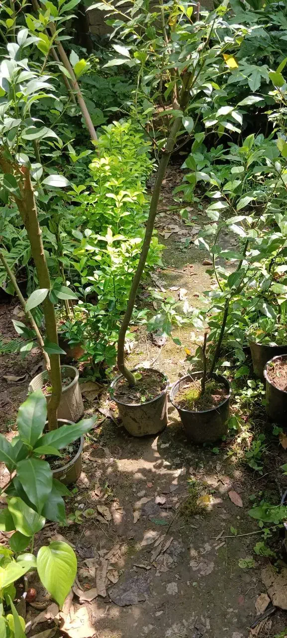 برگ بو|گل و گیاه طبیعی|آمل, |دیوار