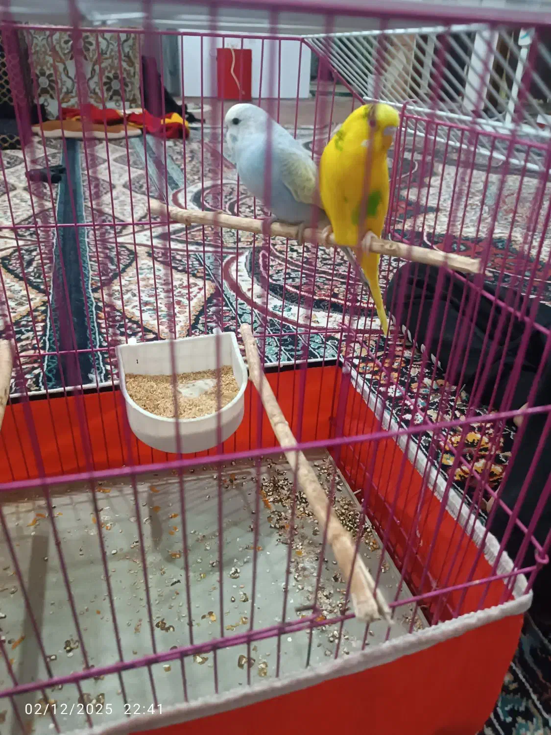 یک جفت نر و ماده مرغ عشق|پرنده|آبادان, |دیوار