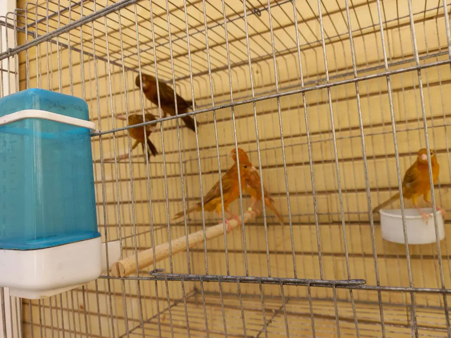 قناری سرخ سوخته  و شتری|پرنده|صدرا-فارس, فاز ۱|دیوار