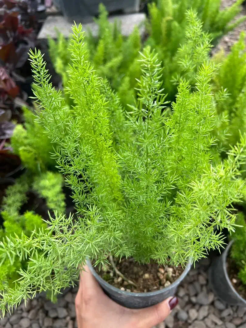 گل طبیعی|گل و گیاه طبیعی|رفسنجان, |دیوار