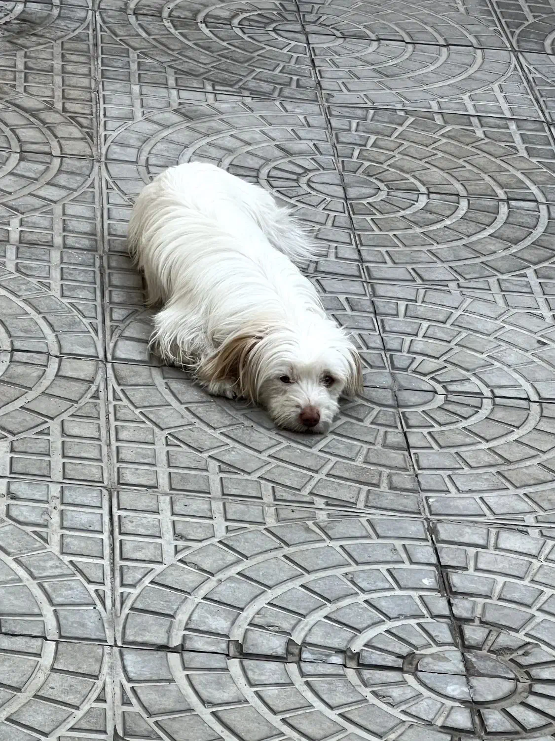 سگ خانگی|سگ|میاندوآب, |دیوار