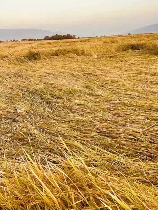 برنج محلی درجه یک به شرط پخت از ده کلیو تا تناژ|خوردنی و آشامیدنی|مرودشت, پشت سایپا‎|دیوار