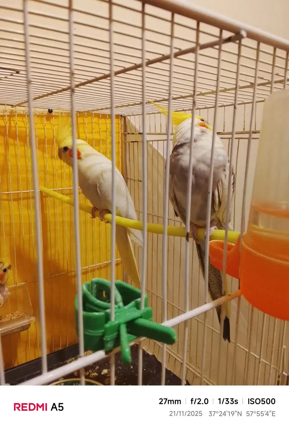 یک جفت عروس لوتینو با جوجه|پرنده|شیروان (خراسان), |دیوار